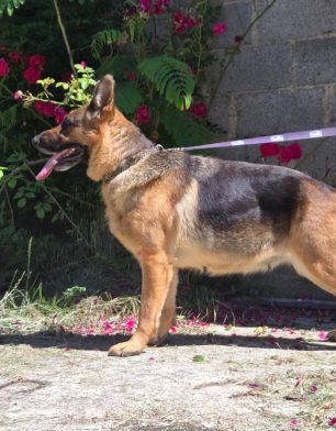 Reika des échos perigordin- Bergers Allemands en Dordogne