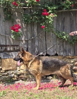 Tania de Parilly - Bergers Allemands en Dordogne