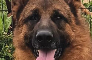 bergers allemands perigords