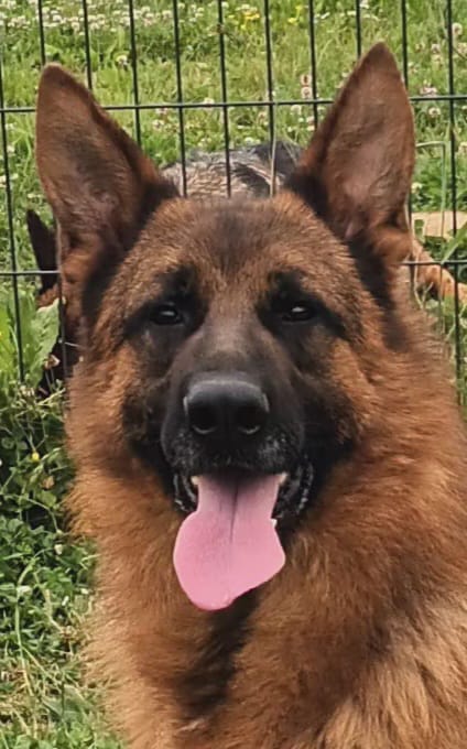 bergers allemands perigords